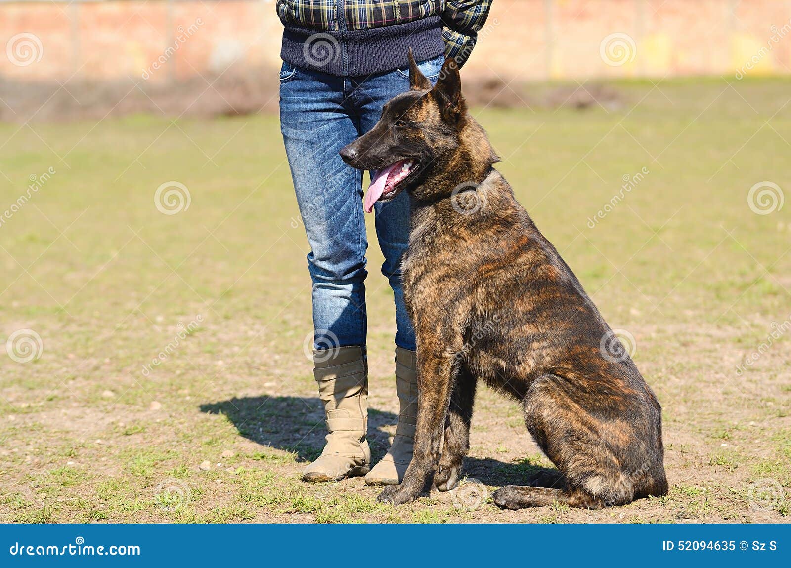 Holländischer SchäferhundHund Stockbild Bild von gras, nett 52094635