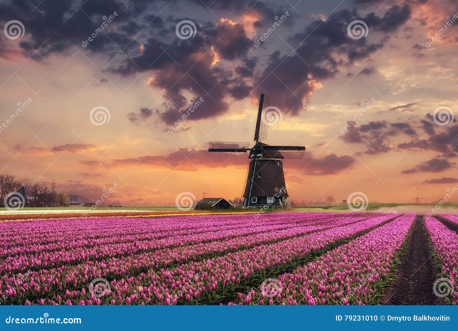 Holland Landscape