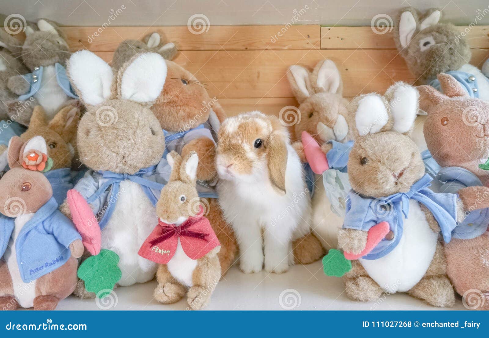 holland lop toys