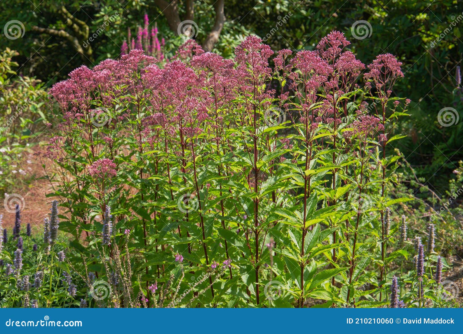 hollow joe pyeweed, eutrochium
