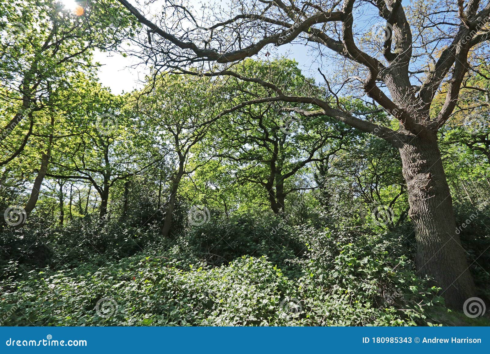 trees in hollow ponds, epping forest