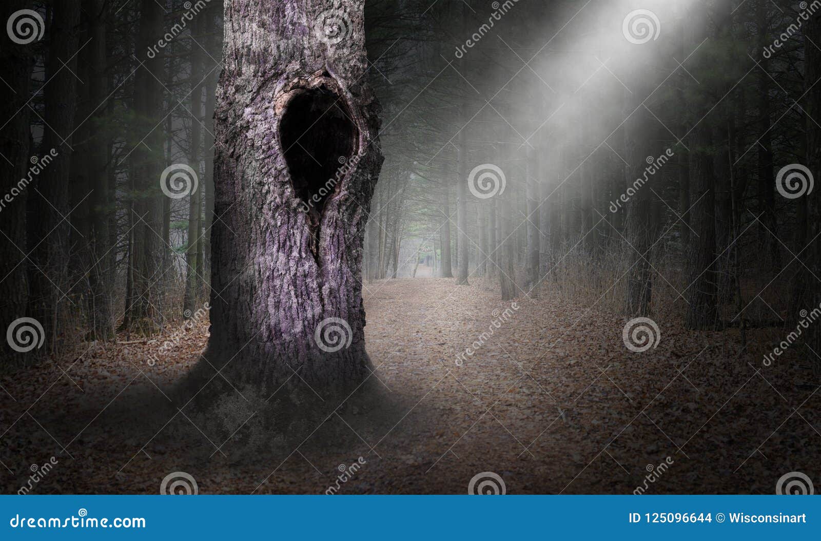 Hollow Tree Surreal Forest Background, Dark Woods Stock Photo ...