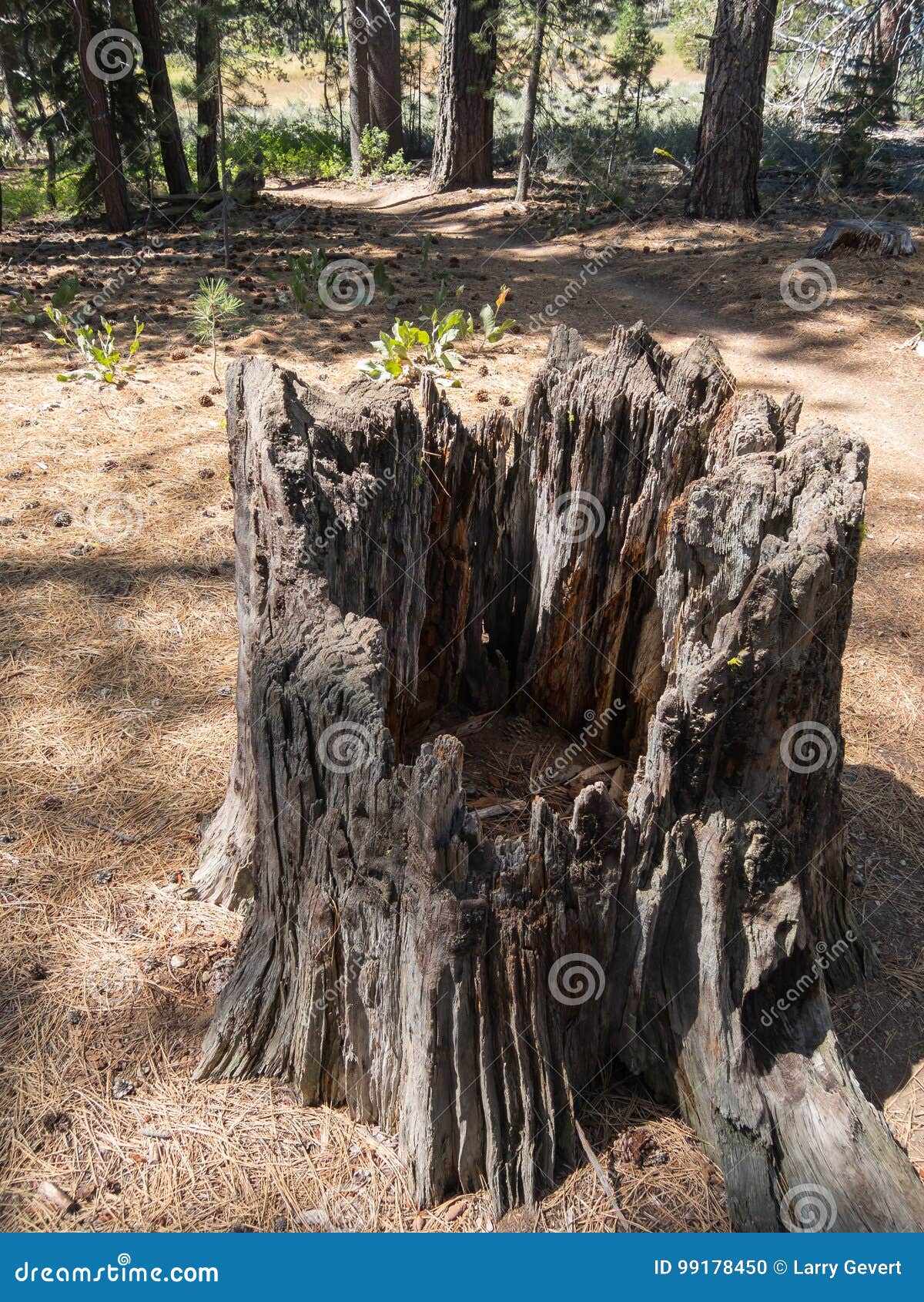 Hollowed Out Stump in the Forest Stock Photo Image of hollowed