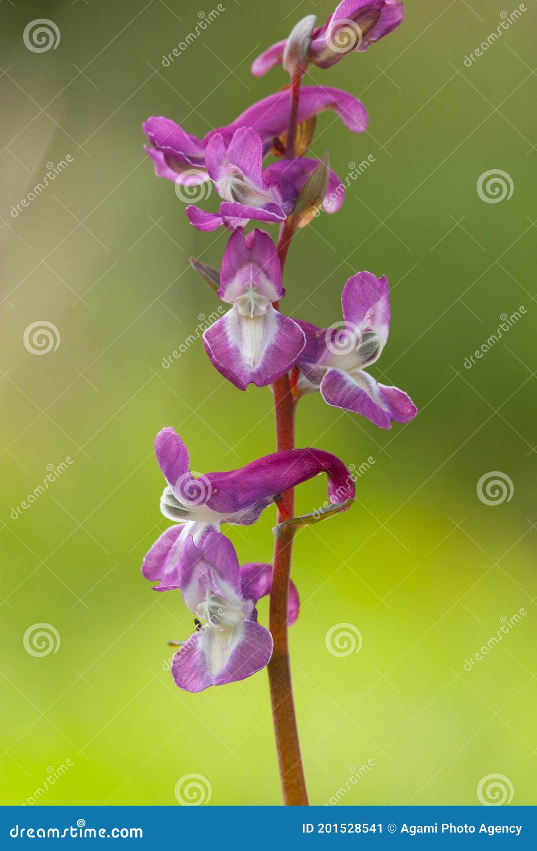 hollowroot, corydalis cava