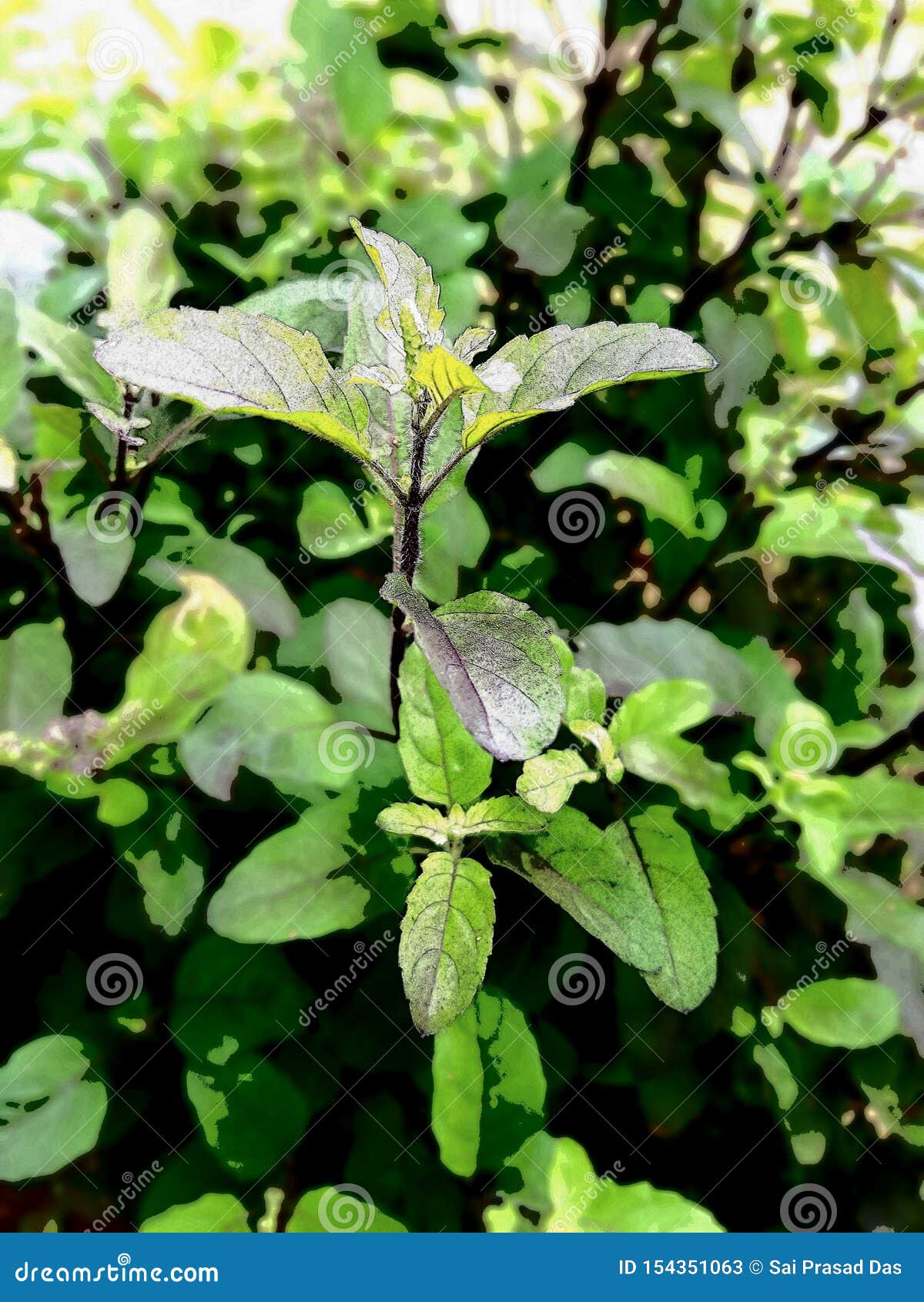 Holly Basil stock image. Image of nature, holly, basil 154351063