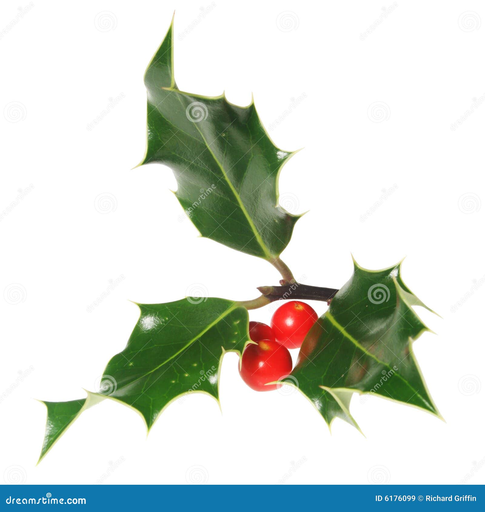 Holly With Berries Royalty Free Stock Images Image 6176099