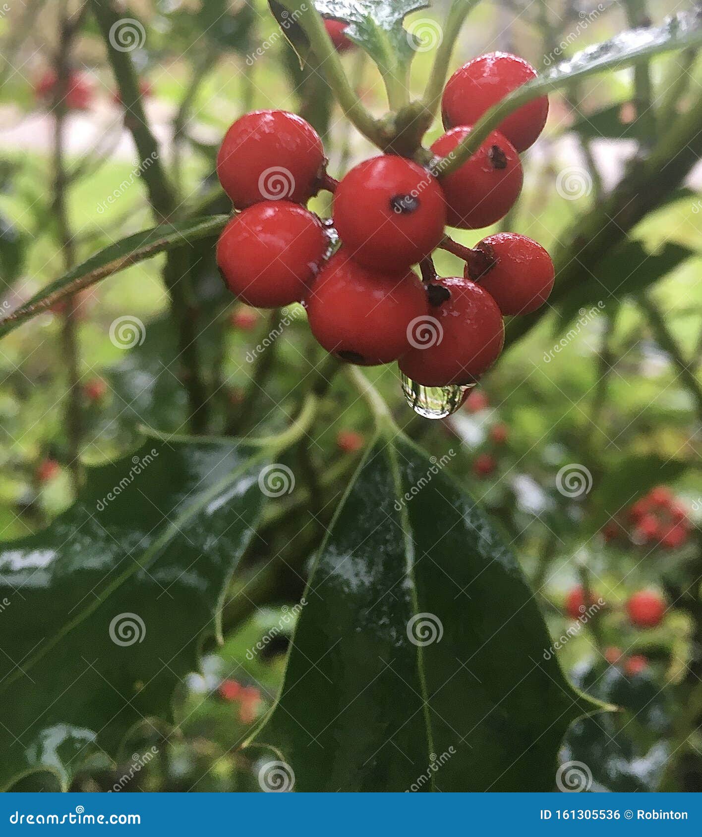 Holly berries stock photo. Image of leaf, rain, berries 161305536