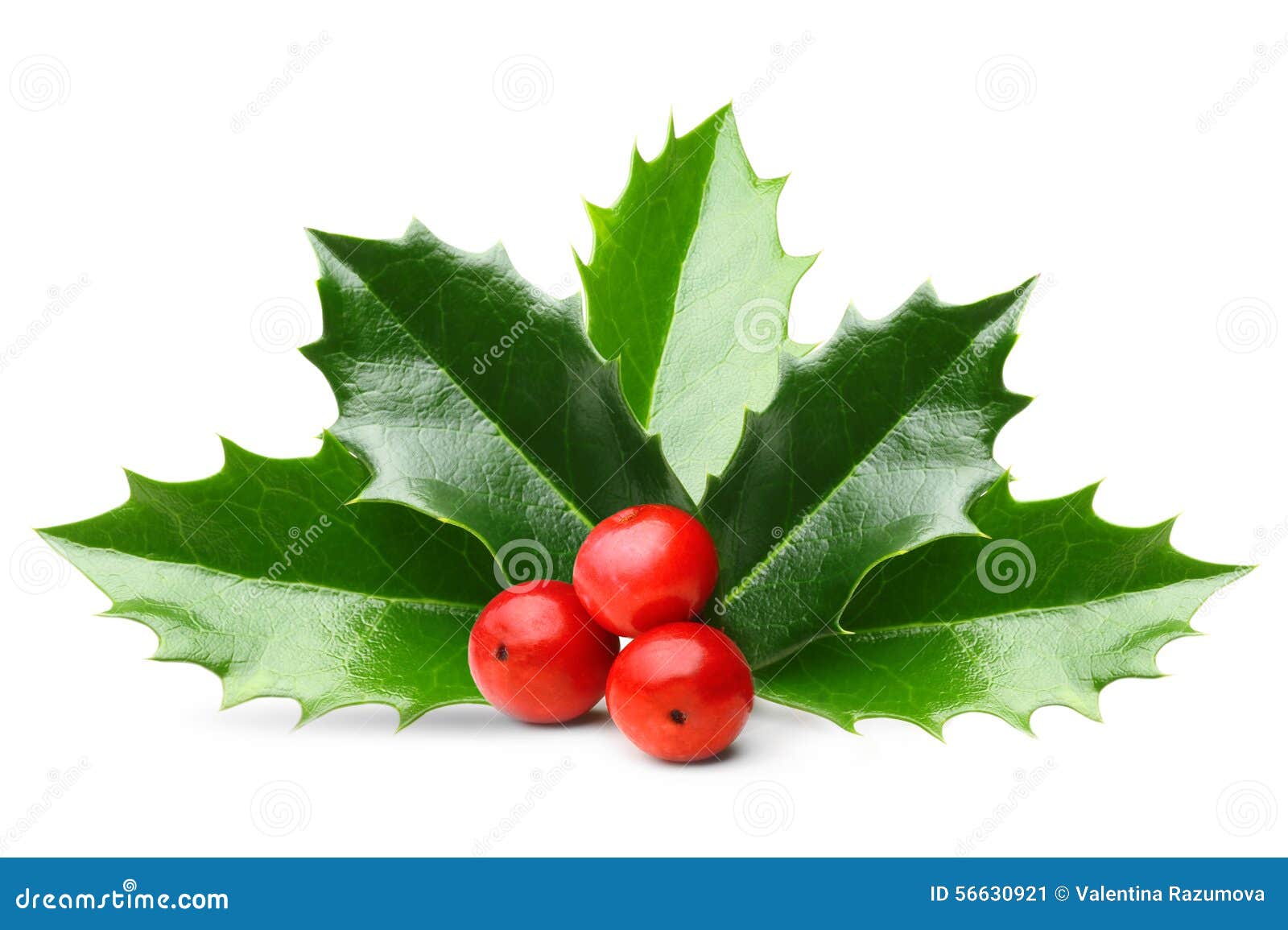 holly berry leaves 