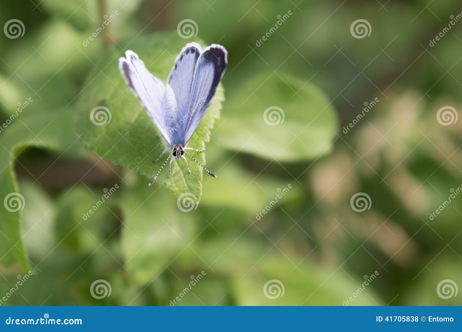 holly blue butterfly (celastrina argiolus)