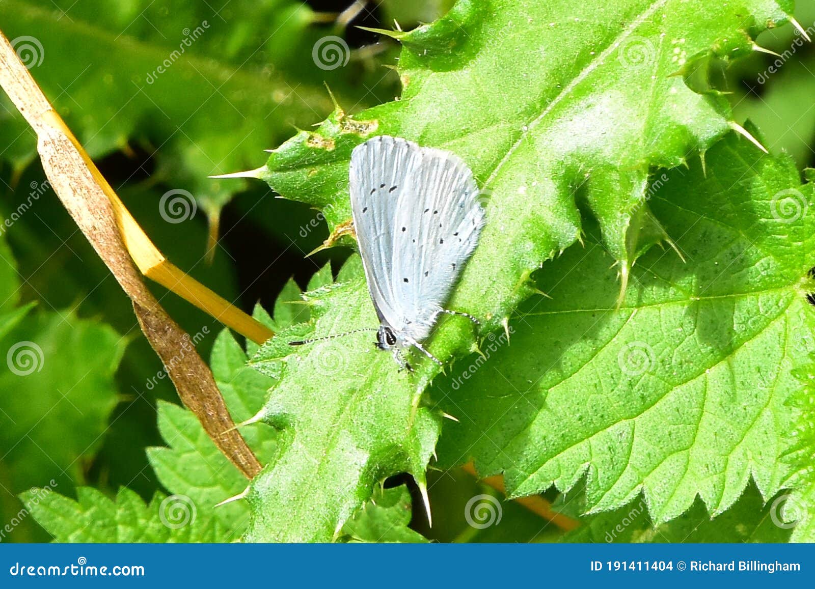 holly blue butterfly - celastrina argiolus