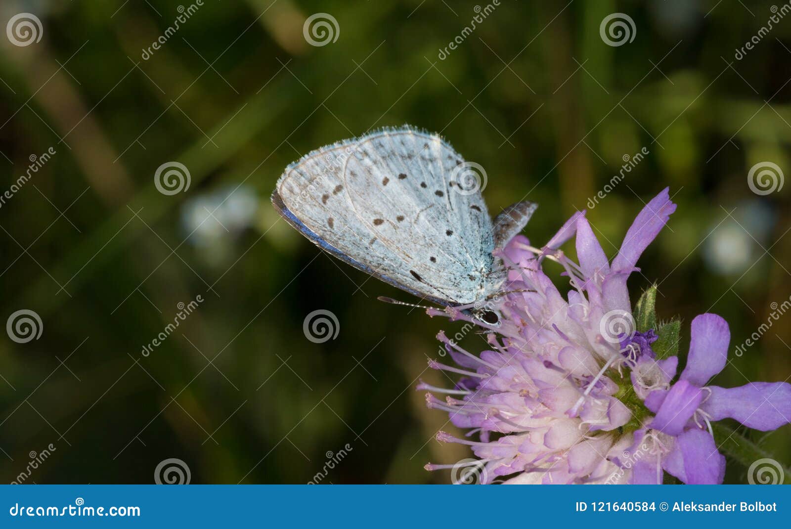 holly blue celastrina argiolus butterfly in spring