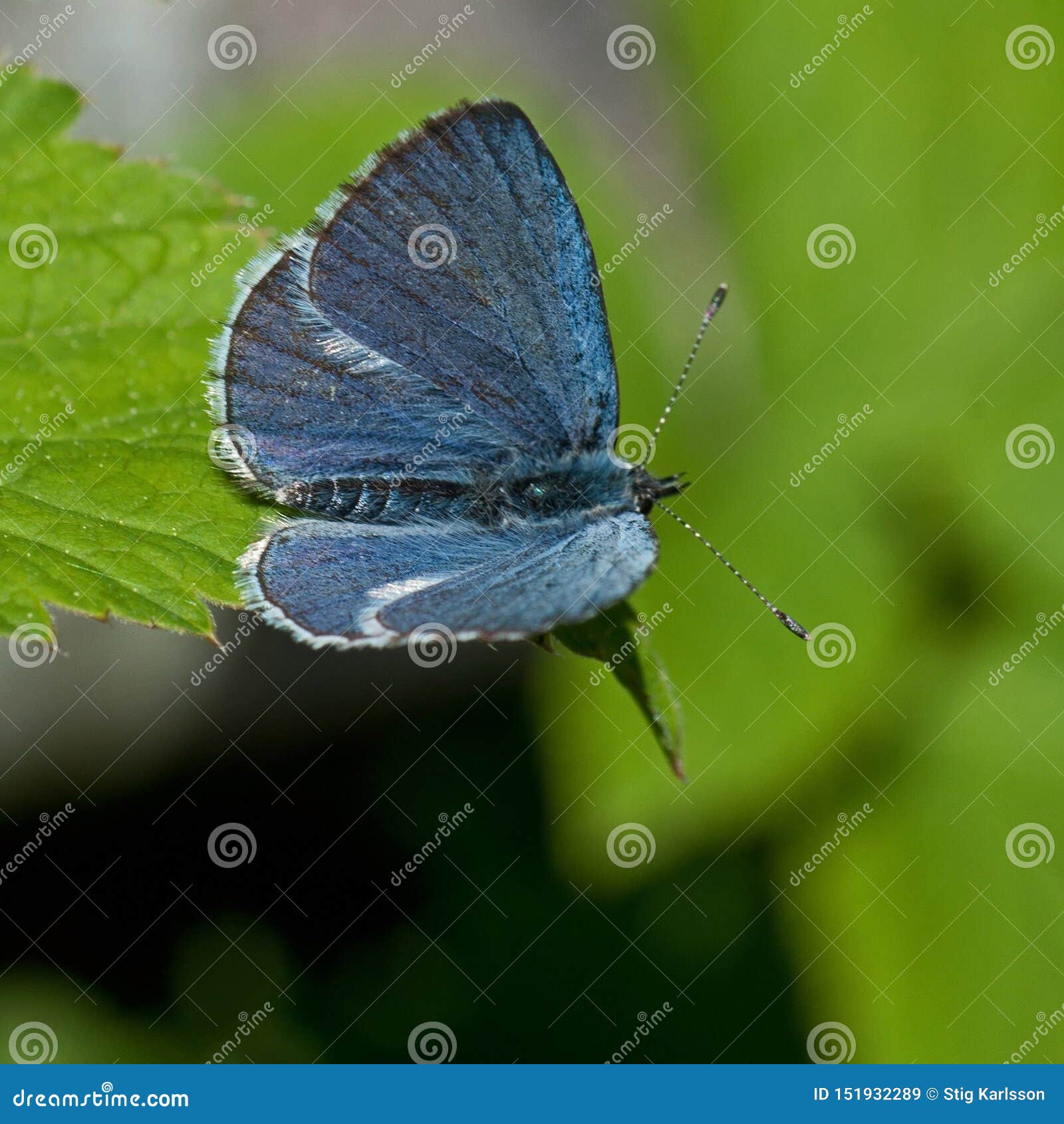 the holly blue celastrina argiolus