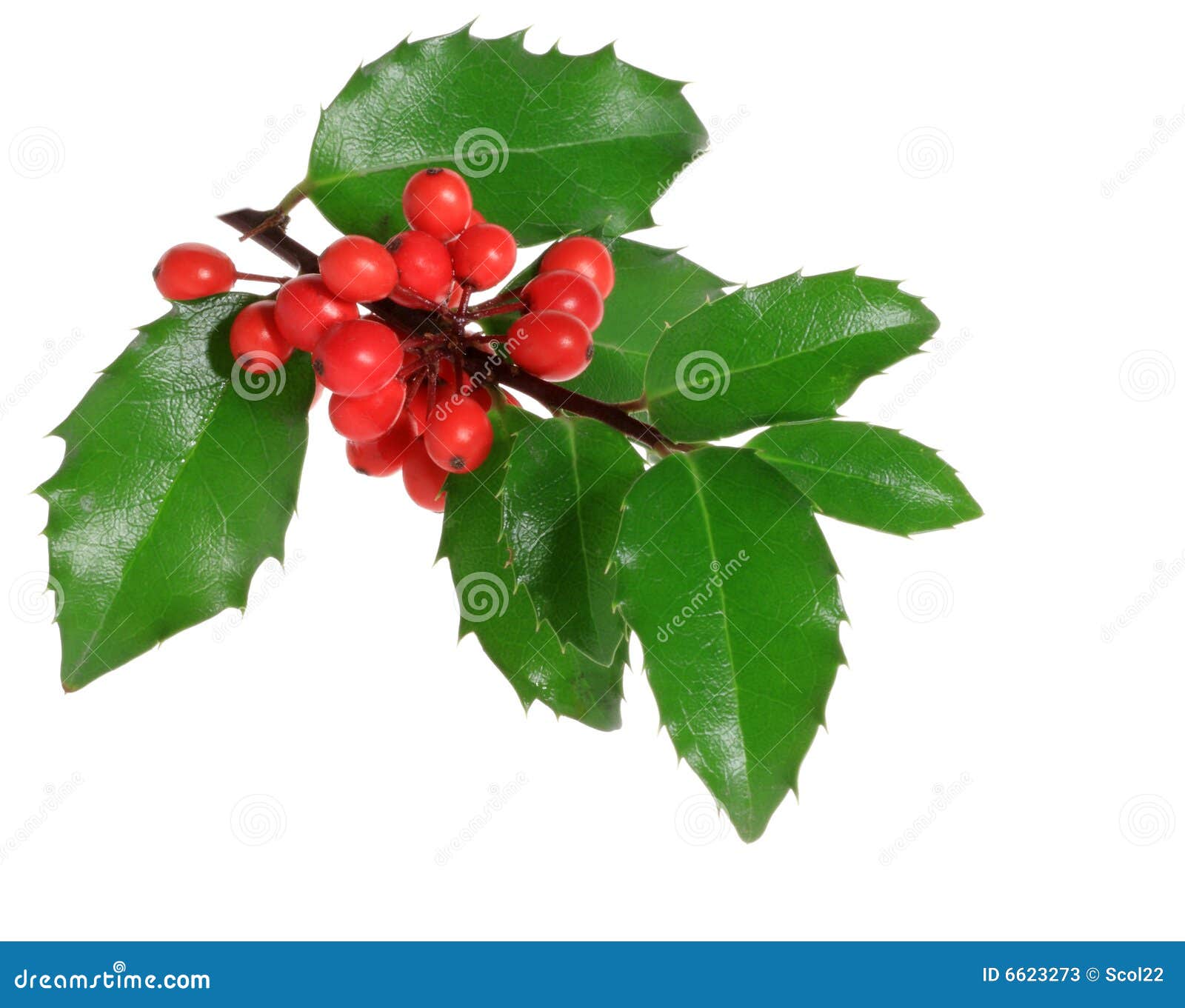 Holly Branch Stock Photos Image 6623273