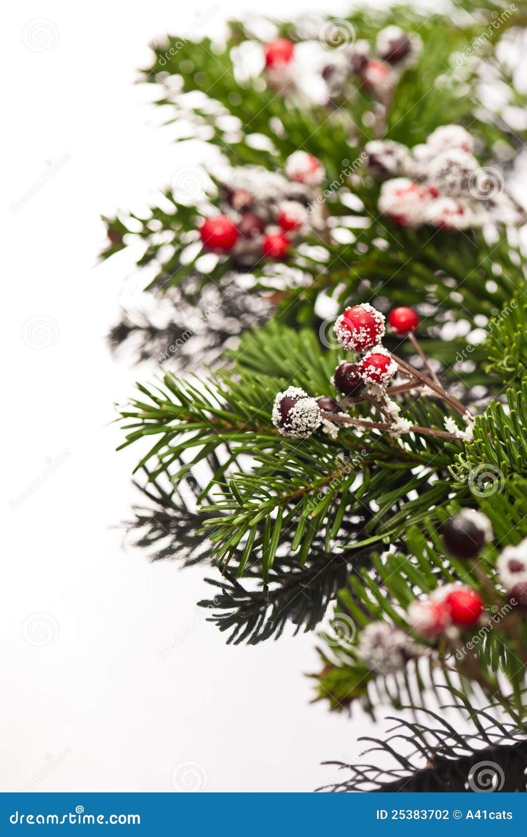 Holly and Christmas Tree Branches Stock Photo Image of xmas, noel 25383702