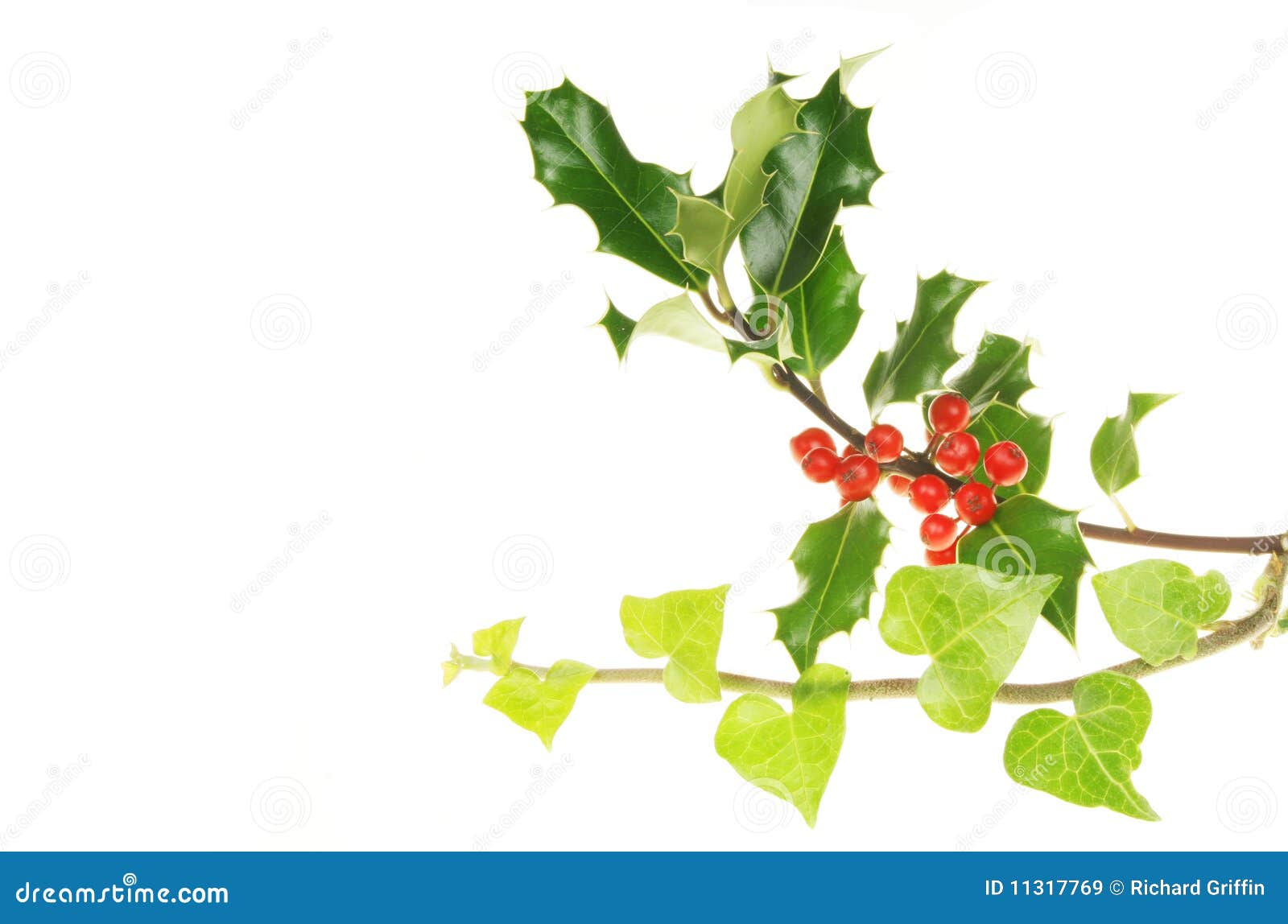 Holly And Ivy Royalty Free Stock Images - Image: 11317769