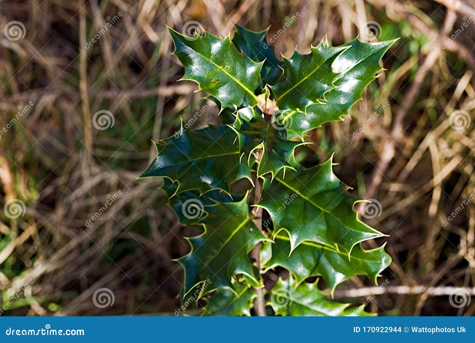 holly leafs up close macro