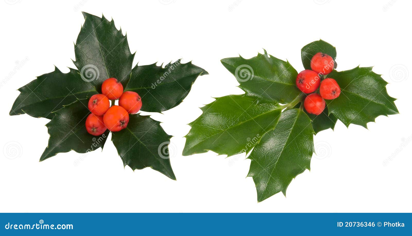 Holly Leaves Royalty Free Stock Image - Image: 20736346 Holly Leaves Royalty