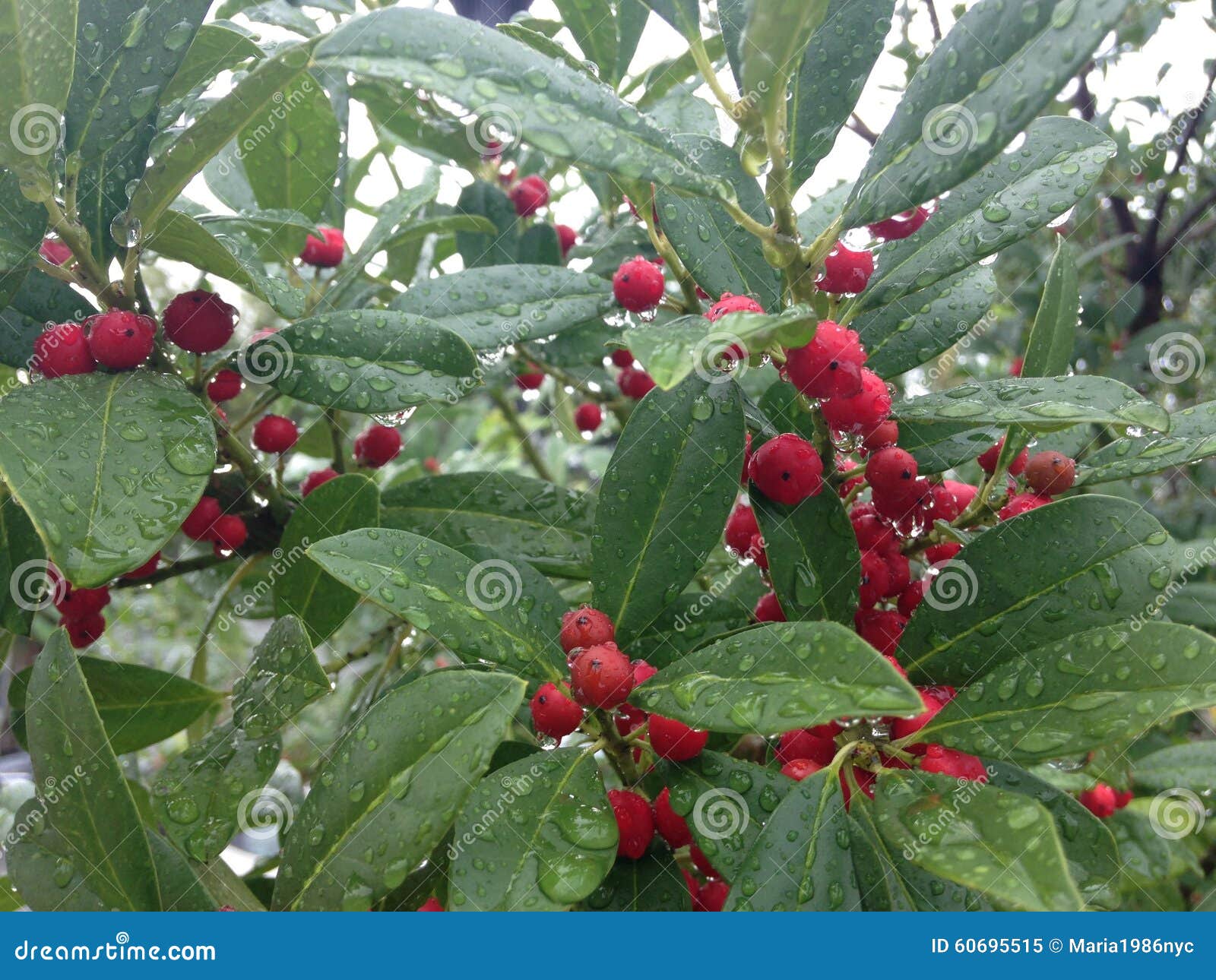 Holly Tree with Red Berries after Rain in Miami. Stock Image Image of