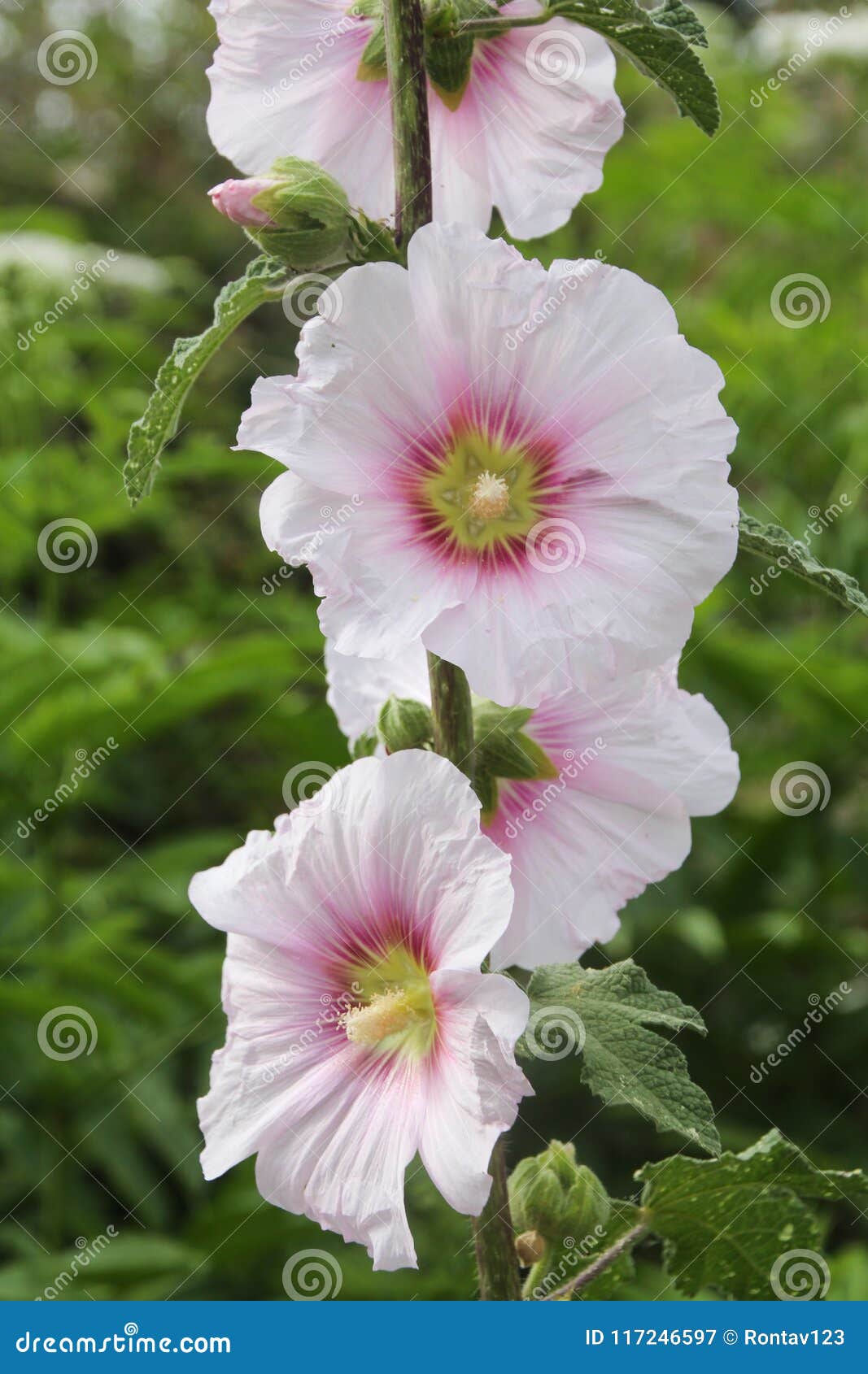 Hollyhock Flower Close Up Light Pink Bloom Summer Bloom Stock Image Image Of Hibiscus Fresh 117246597