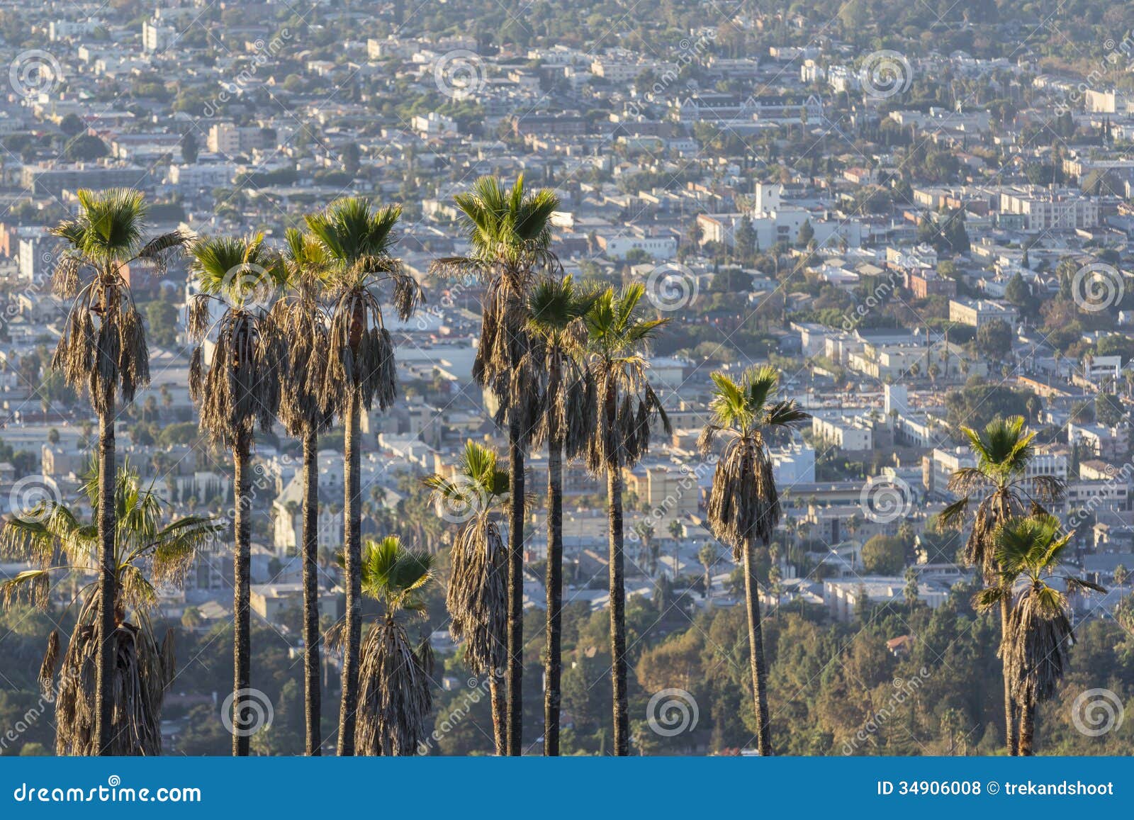 HollywoodAbhangPalmen stockfoto. Bild von berge, hügel 34906008