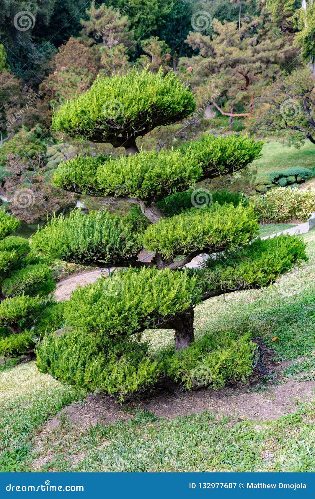 Hollywood Juniper Or Juniperus Chinensis Plant Stock Image Image