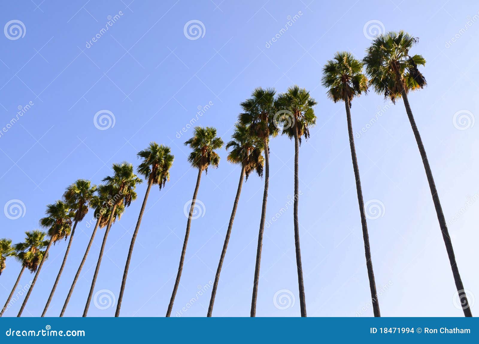 hollywood palms