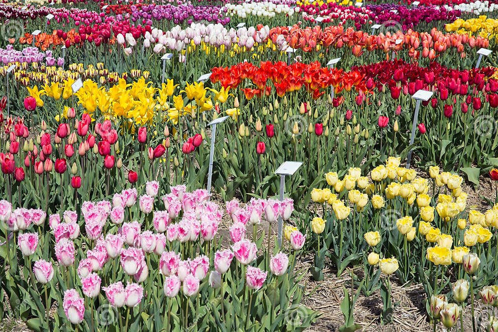 Holländer Zeigen Garten Mit Einigen Art Von Bunten Tulpen Stockfoto