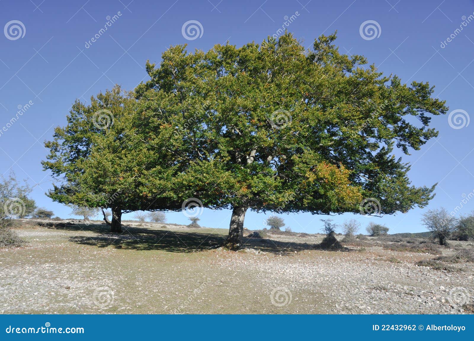 holm oak, urbasa range, navarre
