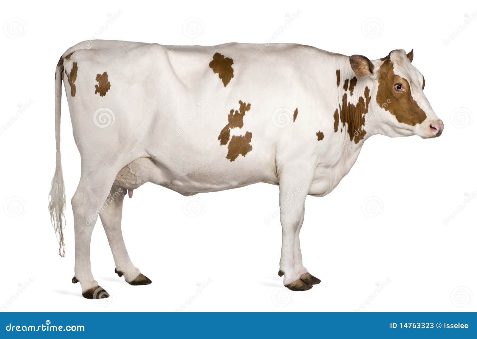 holstein cow, 4 years old, standing