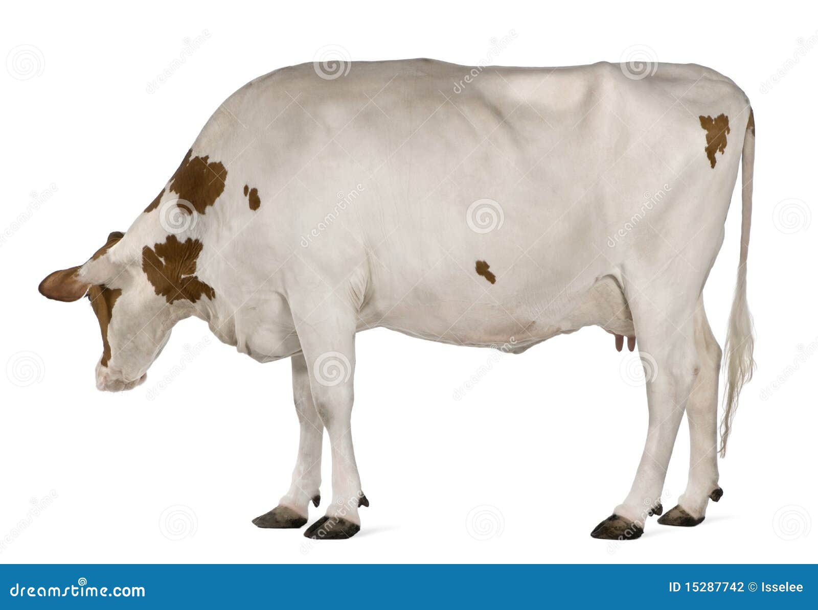 Holstein Cow, 4 Years Old, Standing Stock Photo Image of horizontal