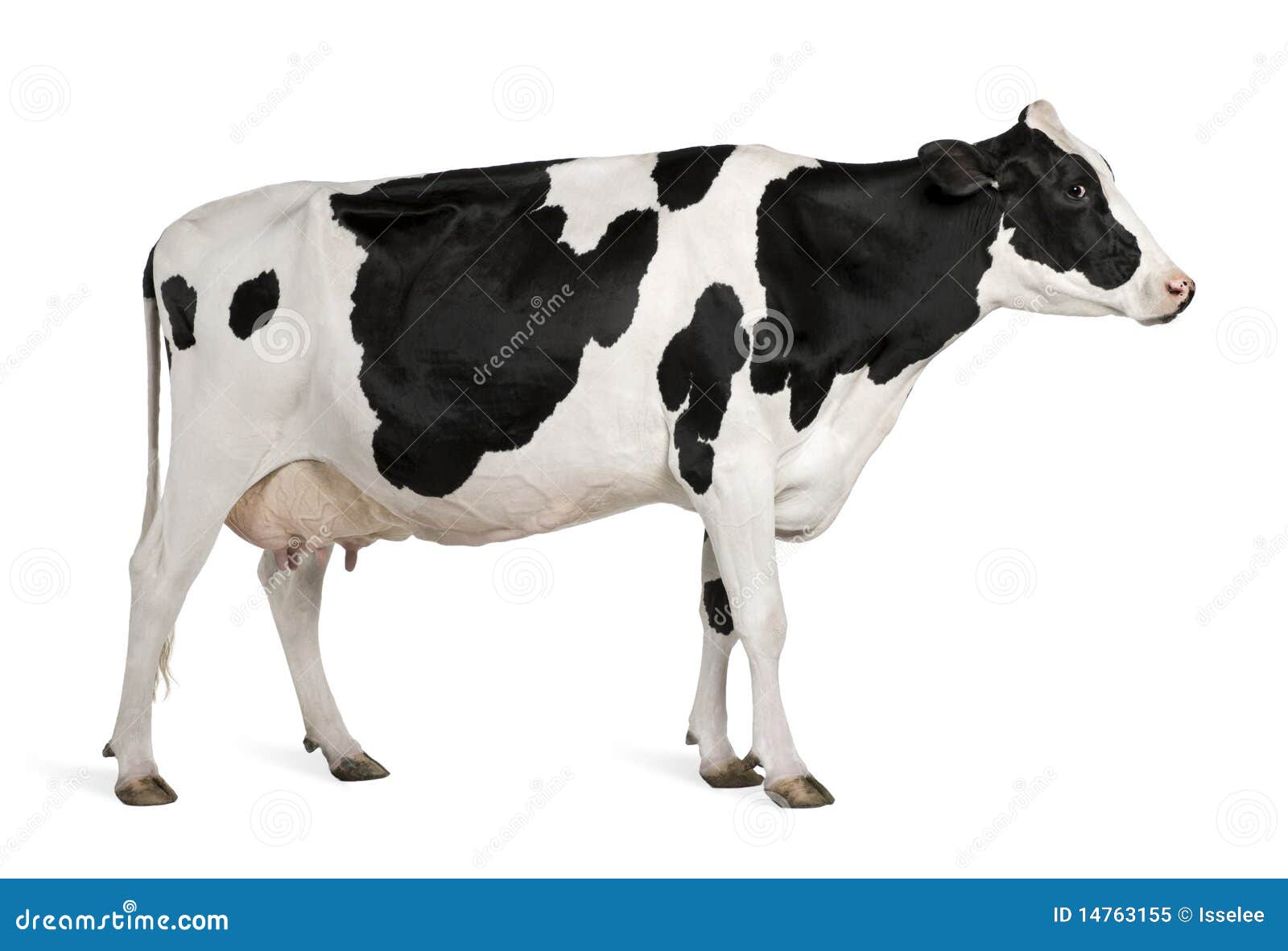 Holstein Cow, 5 Years Old, Standing Stock Image  Image of nature, horizontal: 14763155