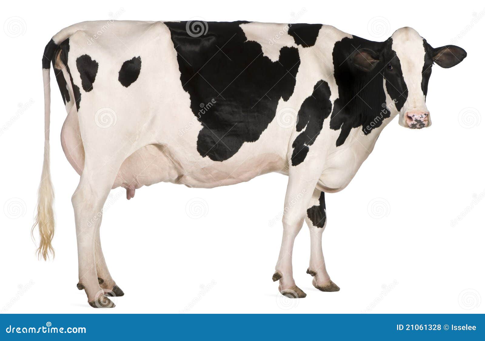 holstein cow, 5 years old, standing