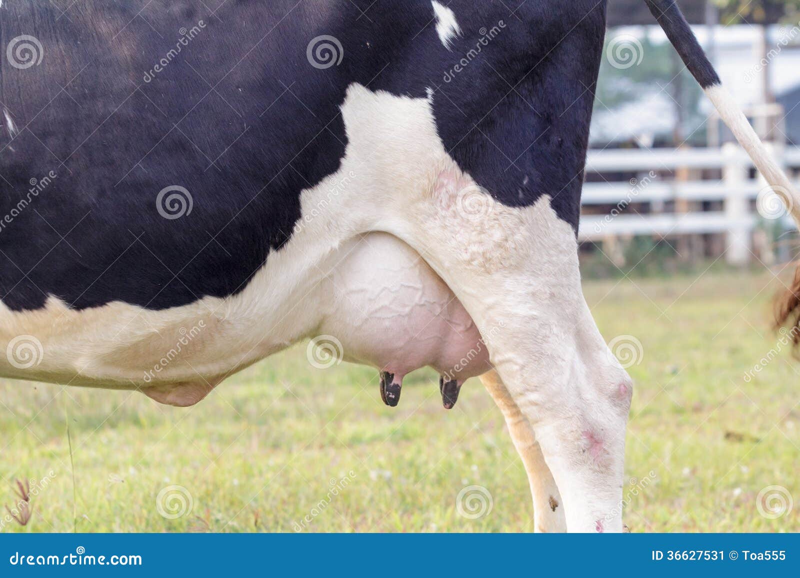 Holstein Cow Big Udder Full of Milk Stock Image Image of beef