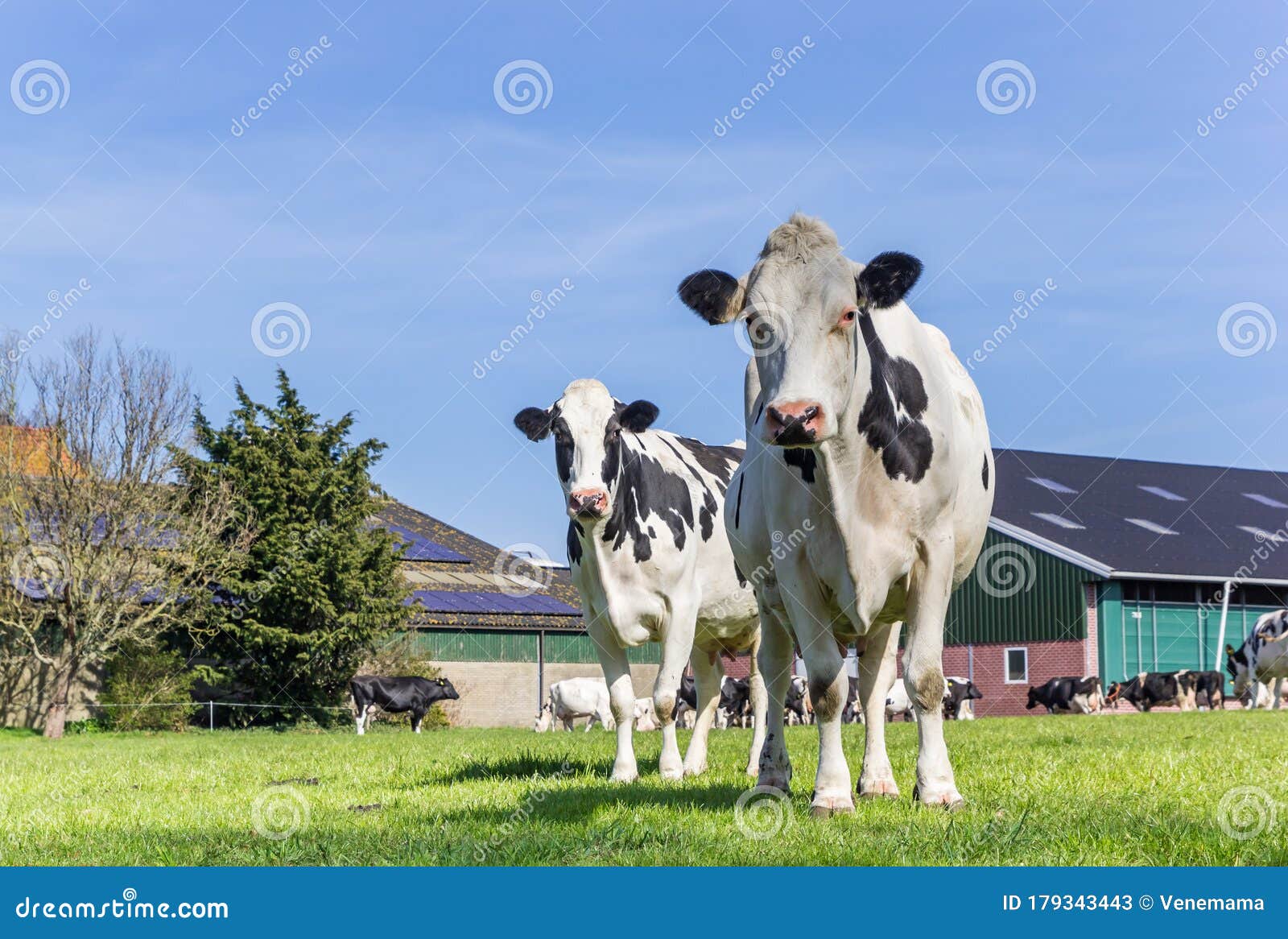 holstein cows at a farm in gaasterland