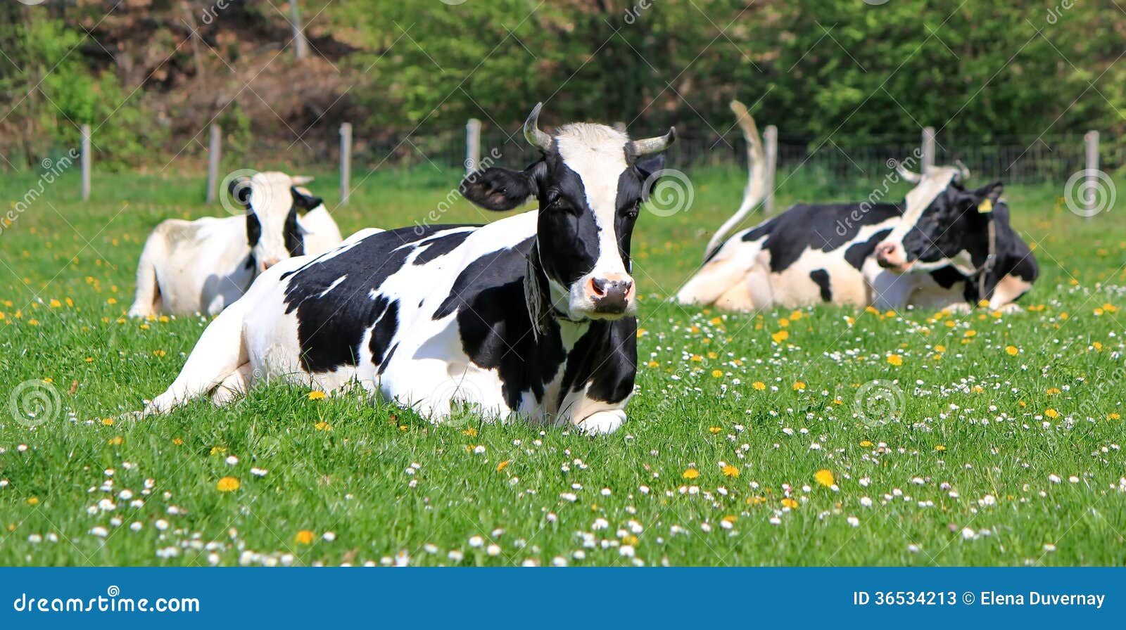Holstein cows having rest stock image. Image of agricultural 36534213