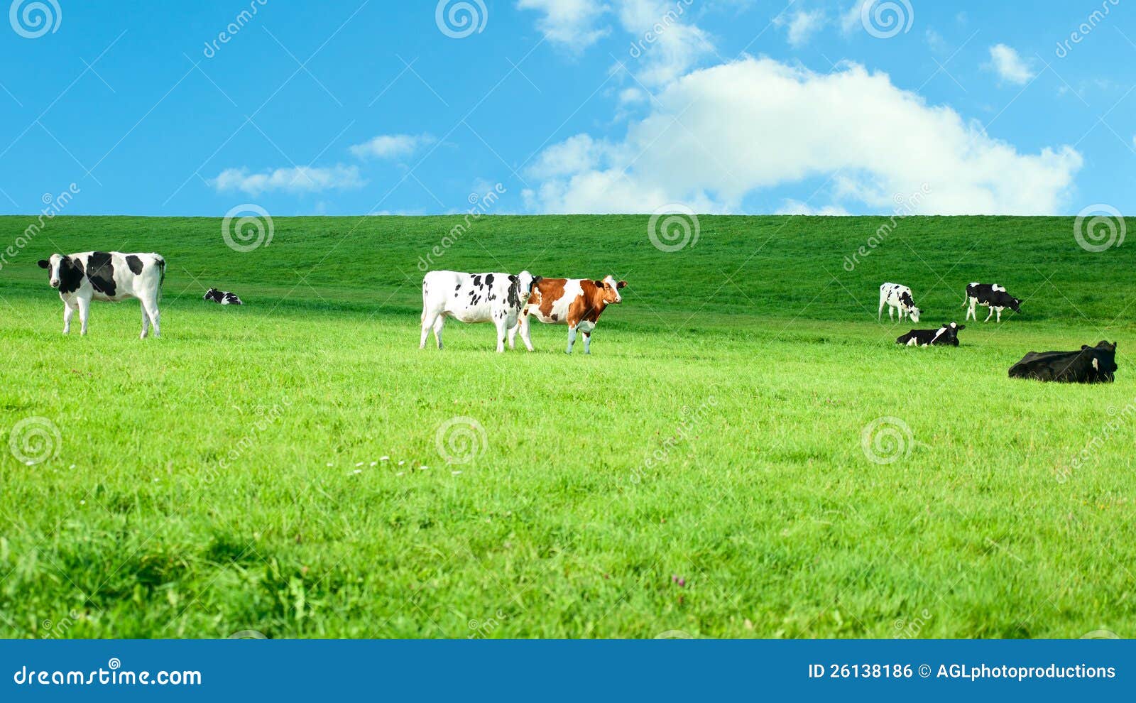 holstein cows in a lush pasture