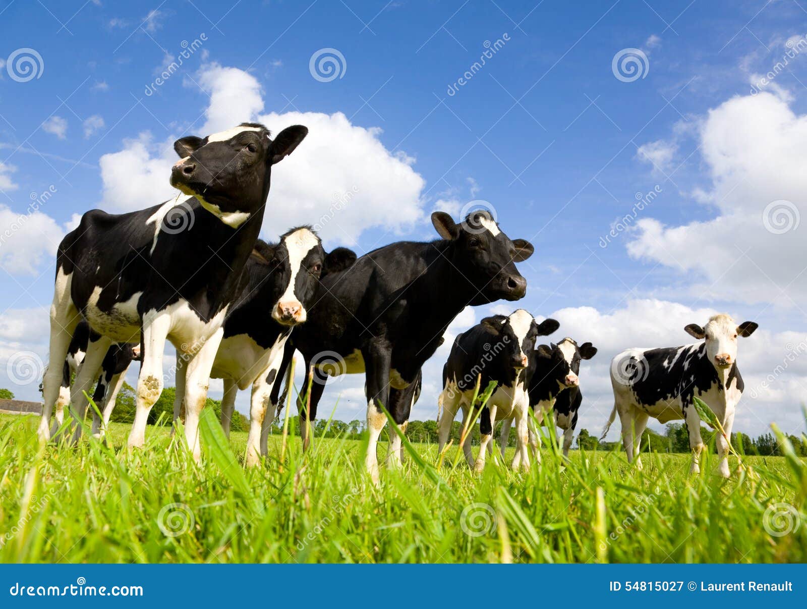 holstein cows