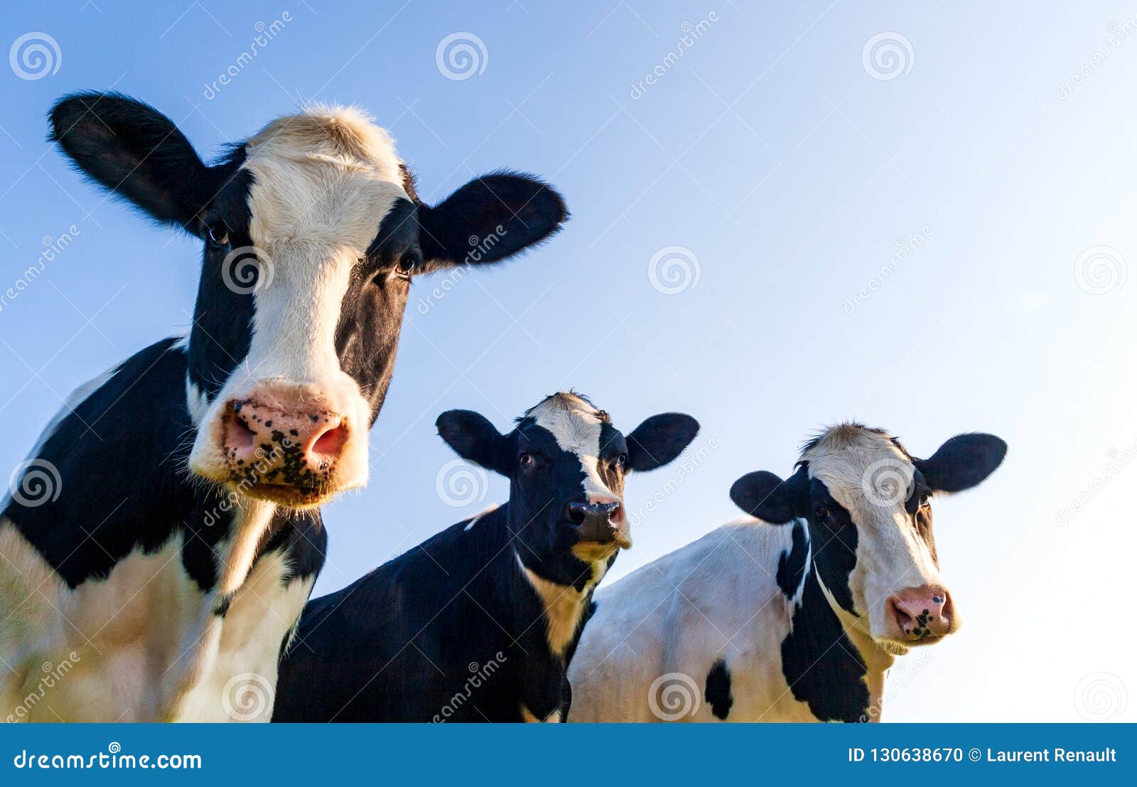 holstein cows over blue sky