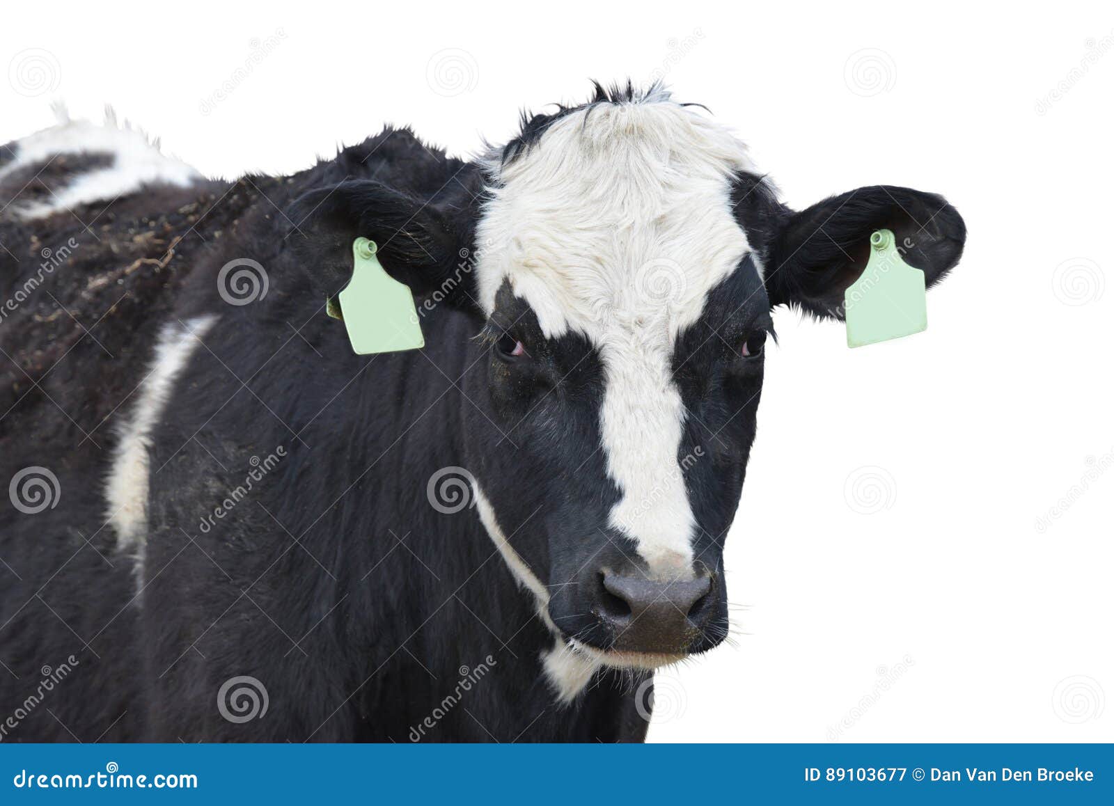 Holstein Dairy Cow Closeup Isolated Stock Image Image of milk, grass