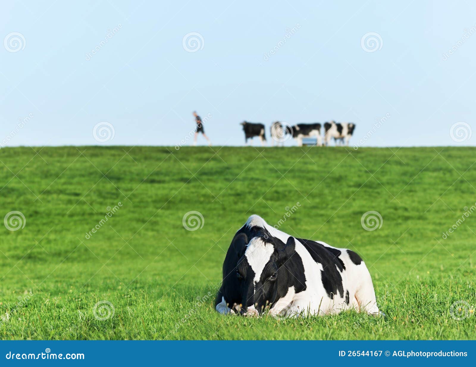 Holstein Dairy Cow Resting on Grass Stock Image - Image of agriculture ...