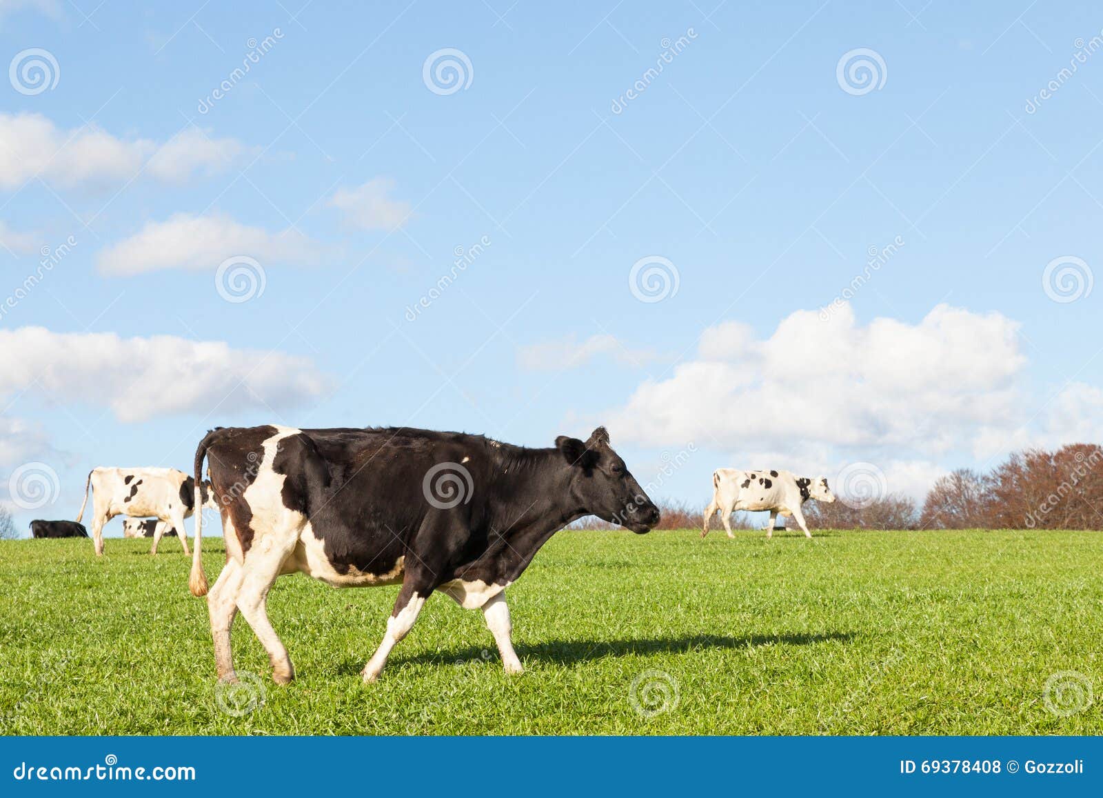 Holstein Dairy Cow Trotting Across a Pasture in Evening Light on Stock ...