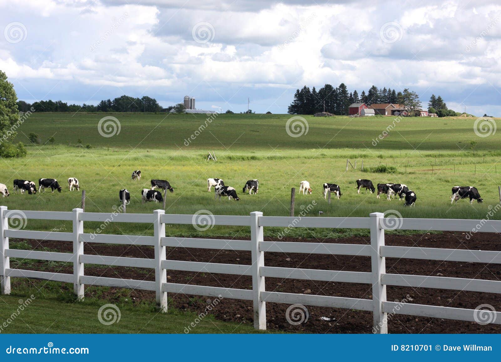 Holstein dairy farm stock image. Image of hereford, clouds 8210701