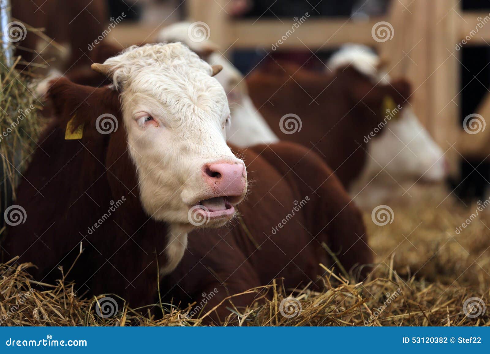 holstein friesian cattle