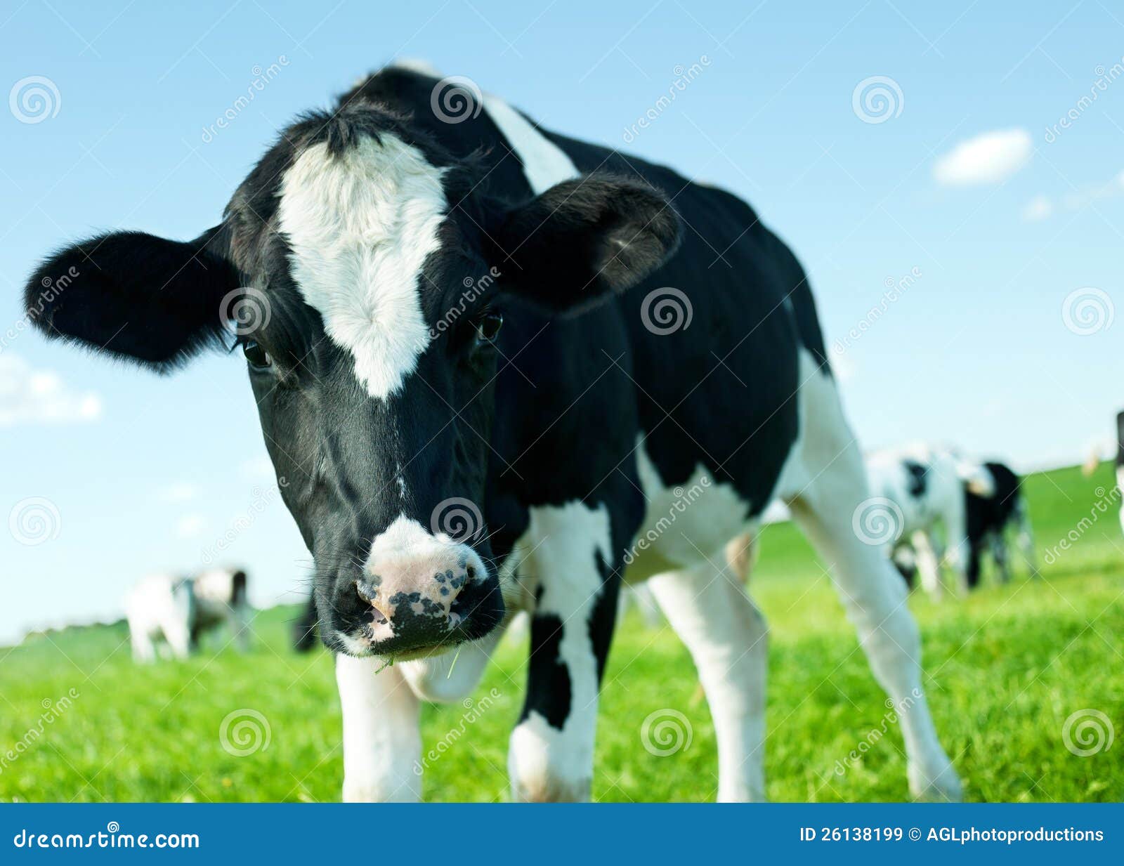 holstein friesian cow close-up