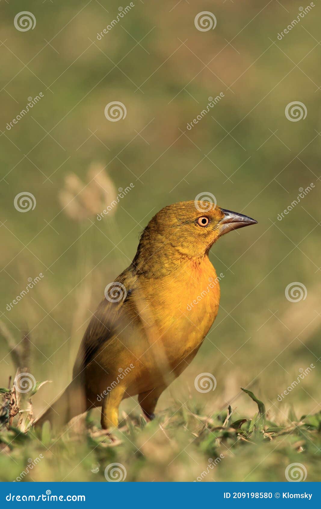 holub's golden weaver (ploceus xanthops) sitting on the grass.