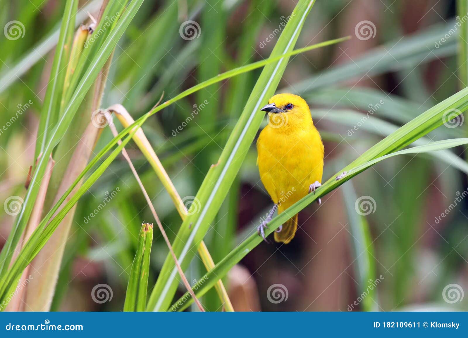 holub`s golden weaver ploceus xanthops, also called the african golden weaver sitting on the reed
