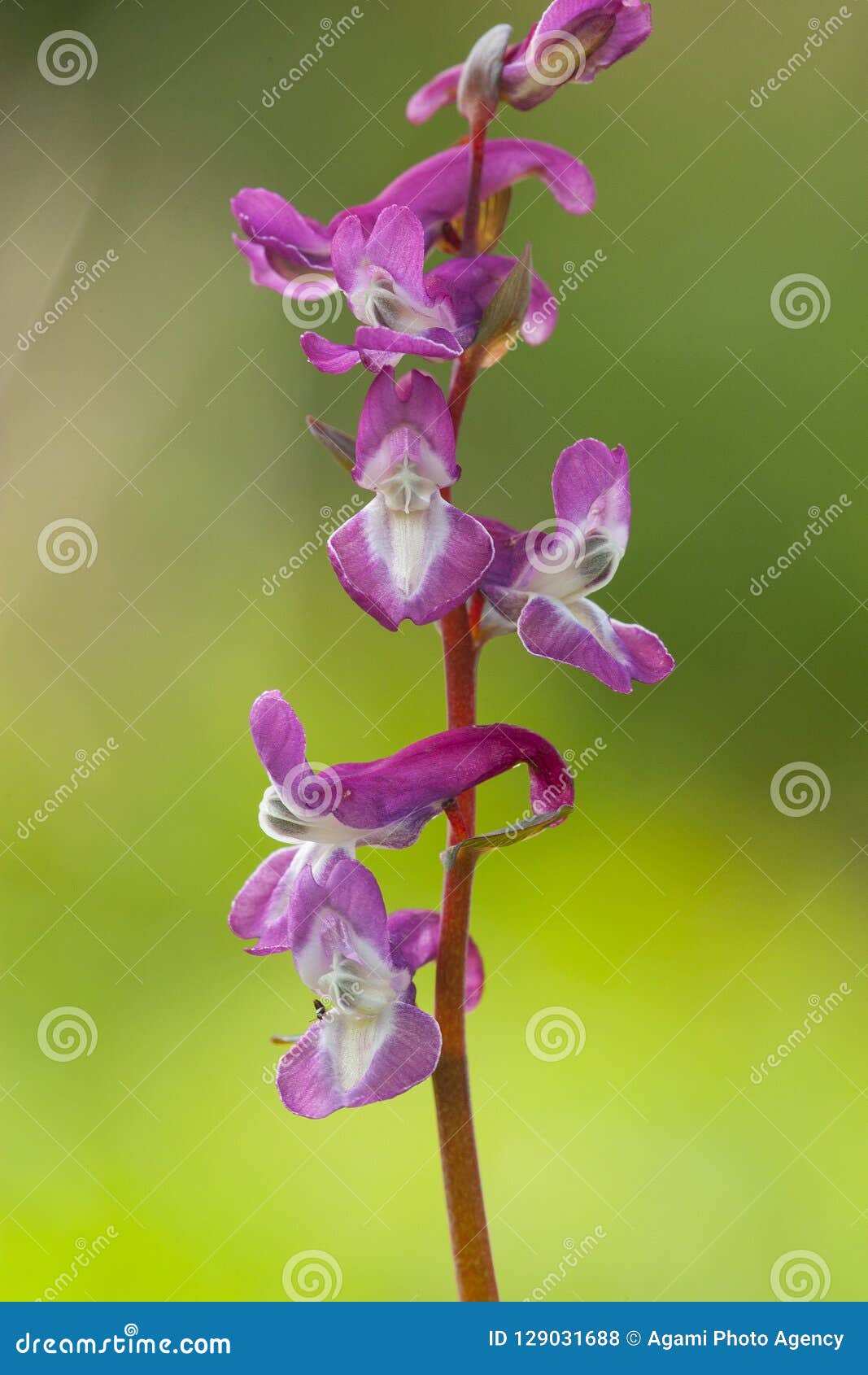 Holwortel, Hollowwort, Corydalis Cava Stock Photo - Image of holwortel ...