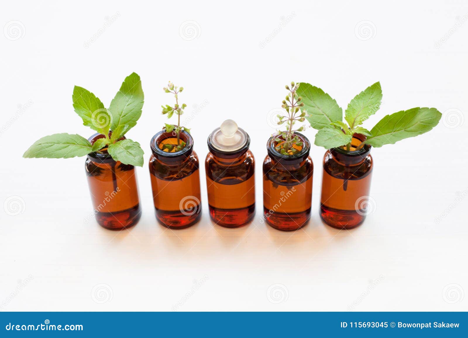 Holy Basil Essential Oil with Leaves. Stock Image Image of essential, cuisine 115693045
