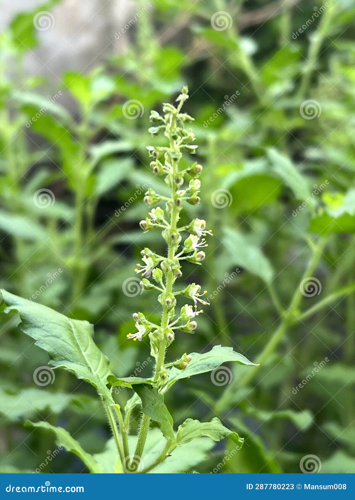 Holy Basil Flower in Nature Garden Stock Image Image of botany, bloom