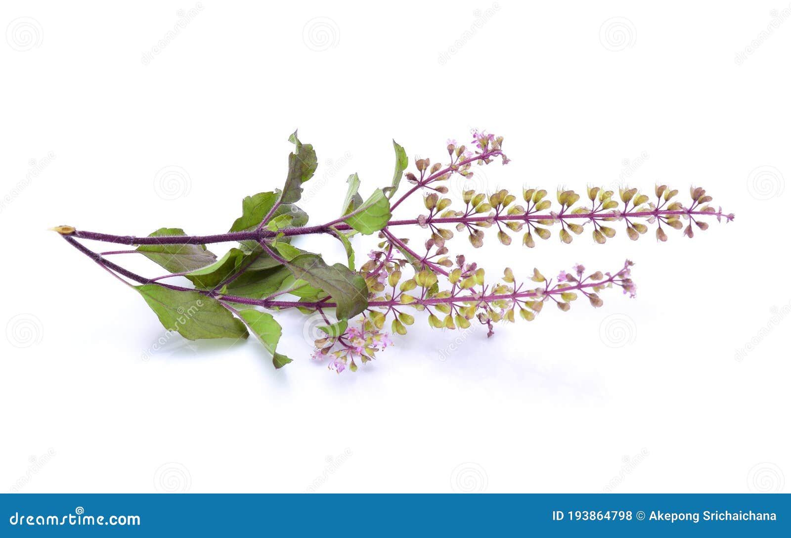 The Holy Basil Plant Leaves Stock Photography 163961642